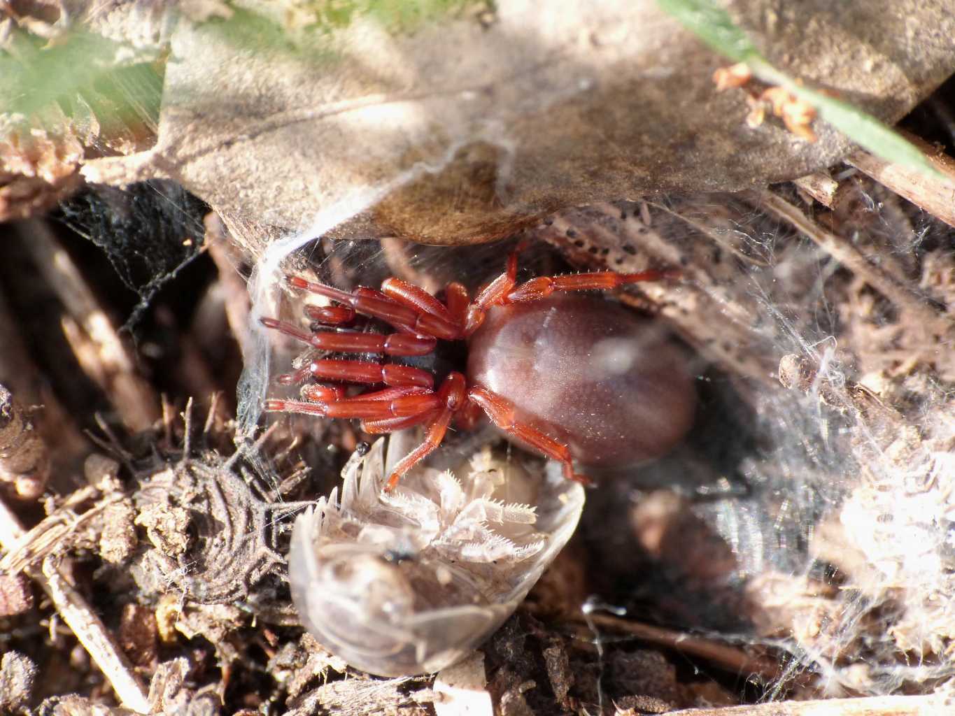Dysdera sp. - Tolfa (RM)